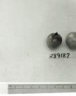 Click for 1 image(s) for this accession. FRUIT